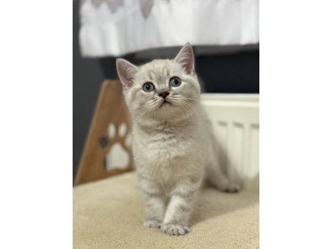 Uygun british shorthair mavi gözlü son bebekler