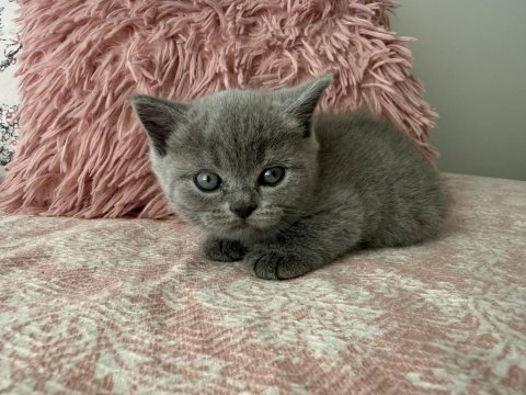 British shorthair 40 günlük dişi