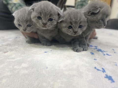 British scottish shorthair erkek kediler