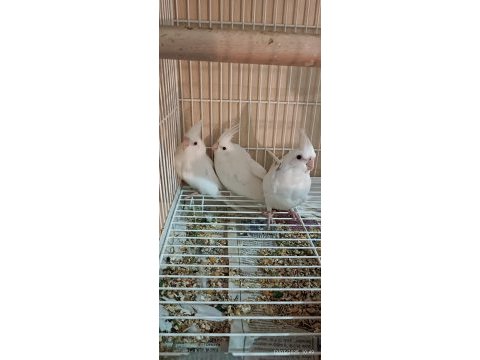 Albino sultan papağanı 4 adet yavru