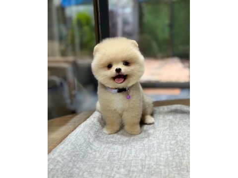 Sağlık ve ırk garantili pomeranian