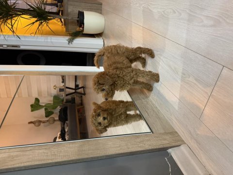 Poodle 2,5 aylık