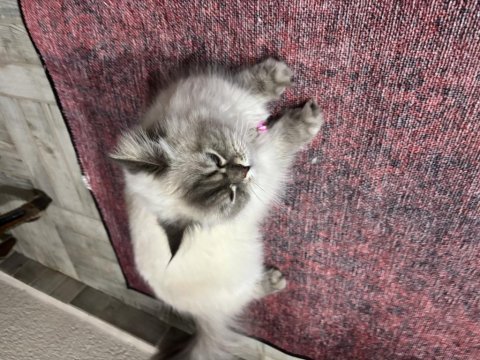 British longhair kedimize yeni yuva arıyoruz