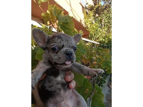 Anne altından eşsiz sağlıklı french bulldog yavrularım