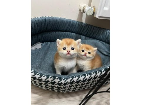 Show kalite orange british shorthair ny12