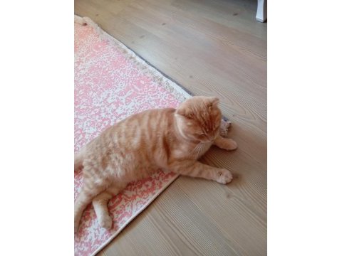 Scottish fold kırık kulak kedimiz yeni yuvasını arıyor