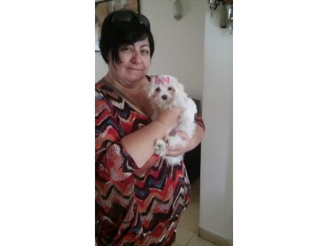 Maltese terrier adrese teslim, kapıda ödeme yapabilirsiniz