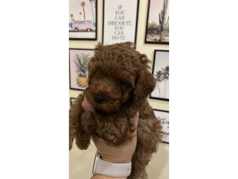 Kaliteli poodle yavrular ev ortamında