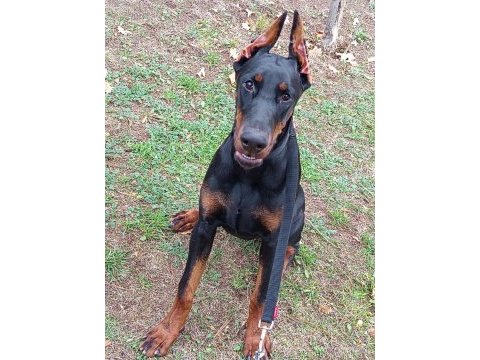 Doberman şecereli best anatomi