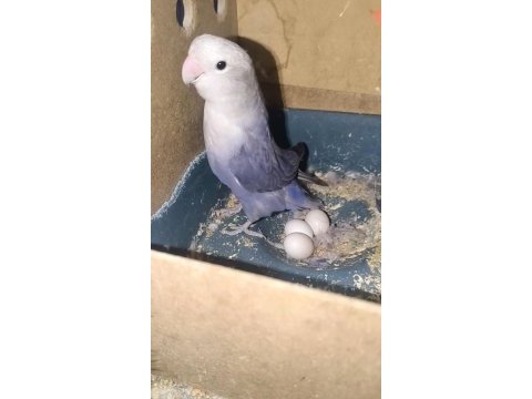 Mutasyon sevda papağanı takım