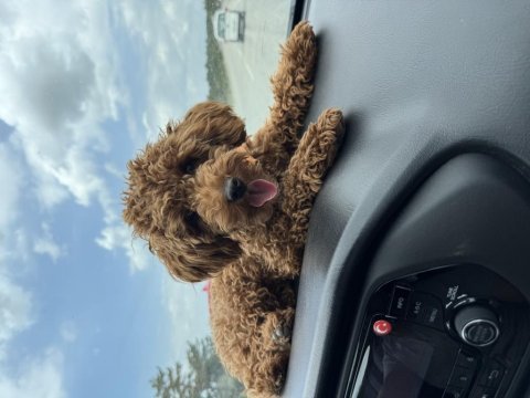 Toy poodle 1 yaşında