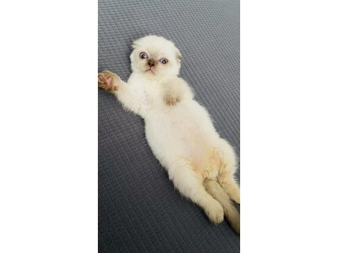 Scottish fold kedimizi sahiplendirme