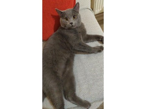 Eşyaları ile verilecek british shorthair