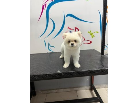 Uysal pomeranian 2 yaşında