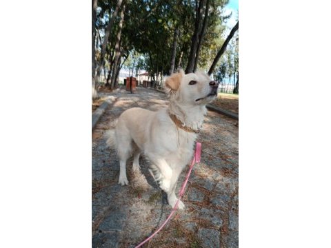 Küçük ırk köpeğimize yuva arıyoruz