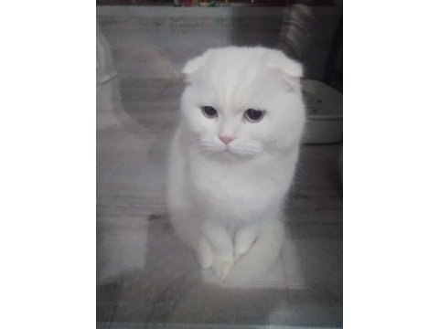 Scottish fold 2 aylık yavru