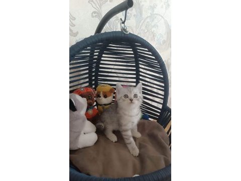 Silver tabby yavrularımız british shorthair