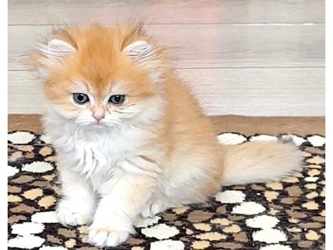 British golden
