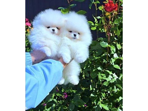 Pomeranian boo teddy