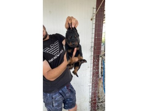 Üst kalite king doberman yavruları