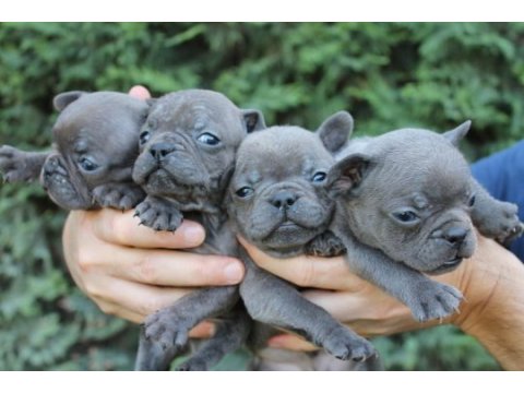 Egzotic french bulldog yavrularımız