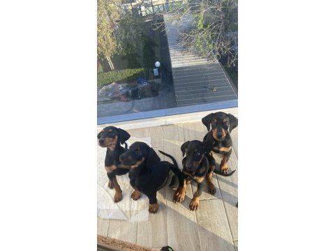 Satılık safkan doberman yavruları