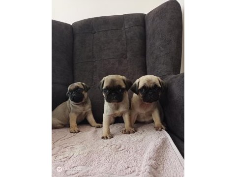 Pug yavrularımız