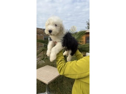 Sevgi yumağı dev dost bobtail