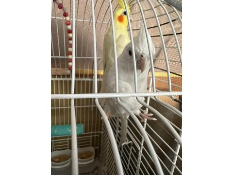 Albino lutino kafes sultan