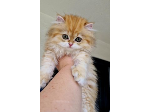 Safkan bebek blh british longhair