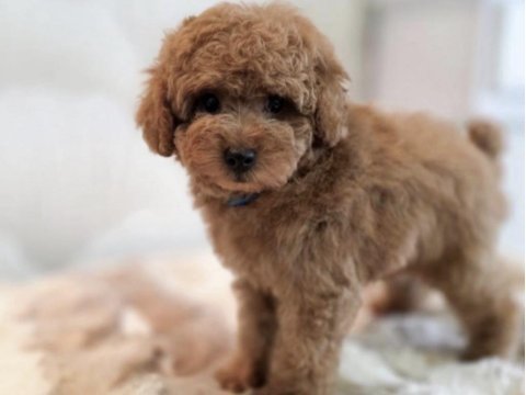 Toy poodle köpeği