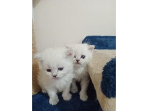 British shorthair ve british longhair