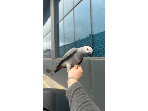 Bebek jako papağanı