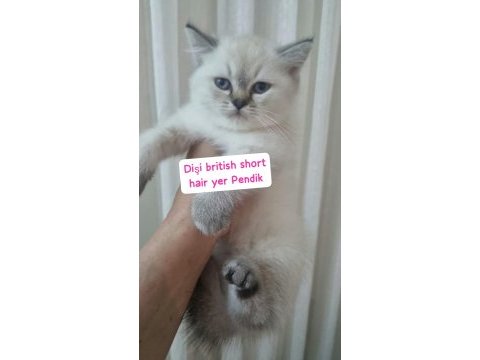Bu güzellik kediden her evde olmalı