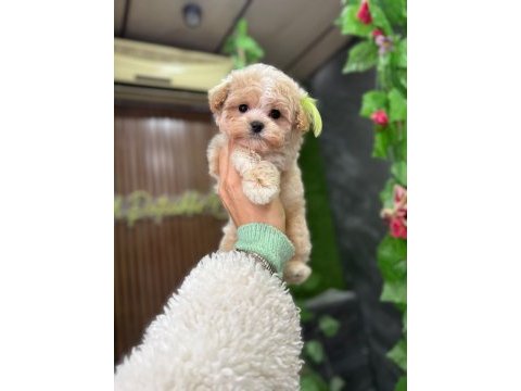 Süslü maltipoo bebek