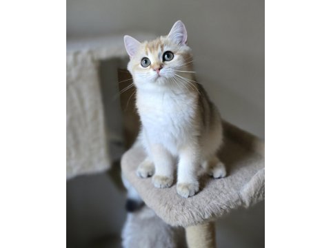 Safkan british shorthair ny 11 iki yavru dişi ve erkek