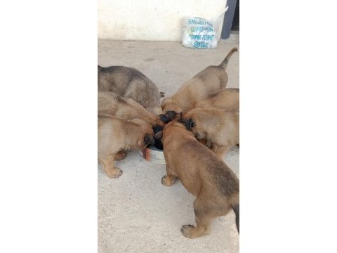 Orjinal saf belçika kurdu a kalite