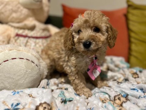 Bir avuç mutluluk poodle