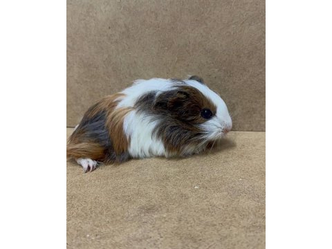 Ginepig yavrularımız gün içi gönderim sağlanmakta
