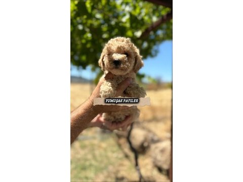 Toy poodle dişi ve erkek