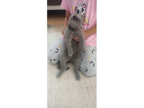 3 aylık british shorthair kedimiz