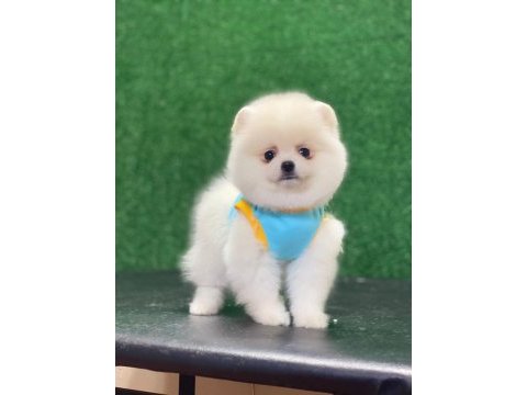 Tatlı pomeranian yavrular