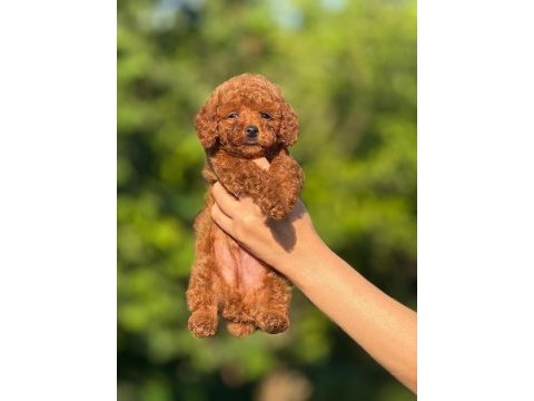  aşılı çiş eğitimli toy poodle