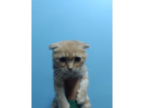 Evin neşesi geldi scottish fold