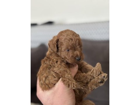 Harika kalitede toy poodle yavrularımız