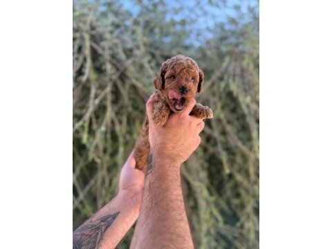 Sağlık ırk garantili poodle yavrular yeni yuvasını bekliyor