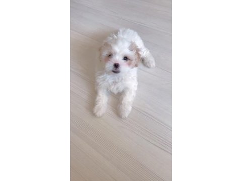 Acil sahiplendirme maltese terrier