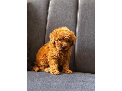 Toy poodle safkan