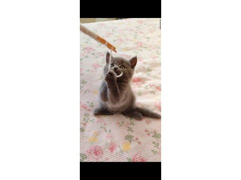 Gri lilac dişi erkek safkan yavrular
