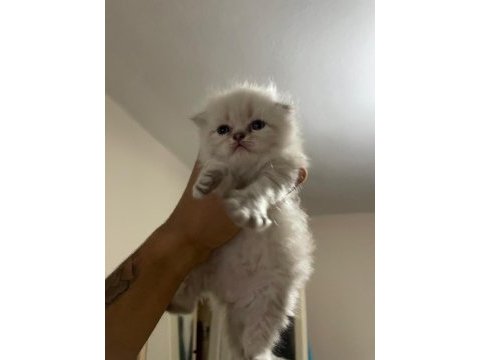 Rezerve scottish fold lynx point yavrular 25 günlük
